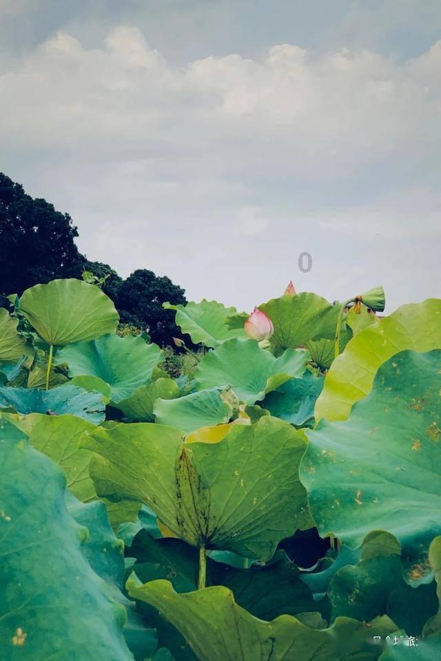 大脚车狂飙赛